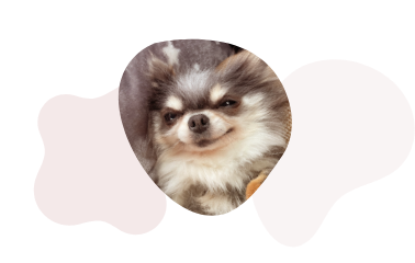 メインイメージチワワ